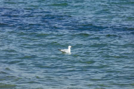 Aerial Image of Watsons Bay