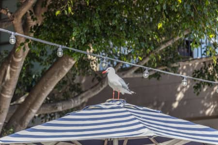 Aerial Image of SEAGULL