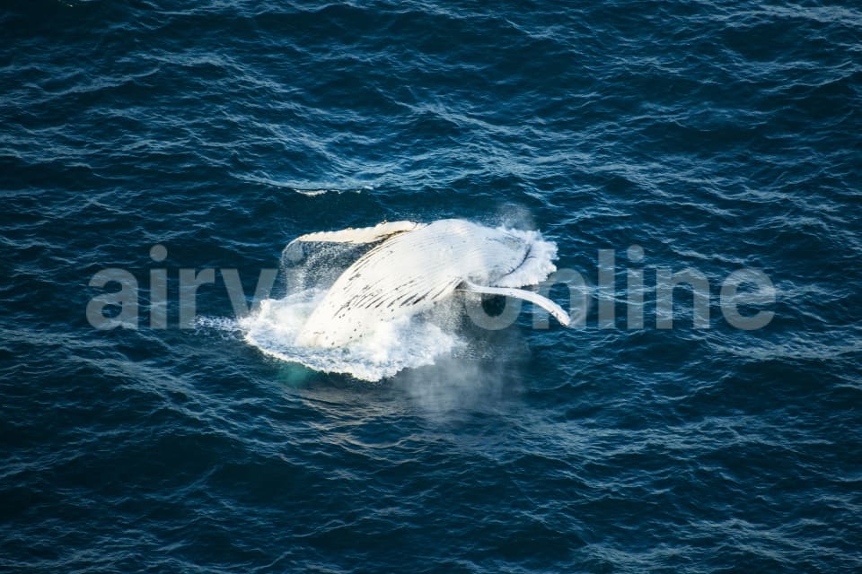 Aerial Image of Whale Series
