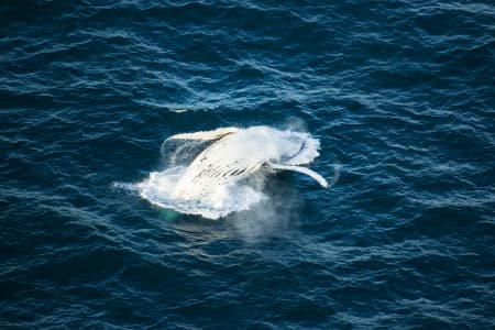 Aerial Image of WHALE SERIES