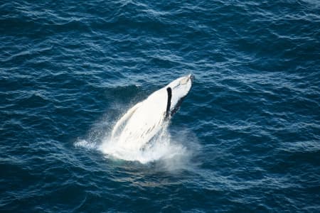 Aerial Image of WHALE SERIES