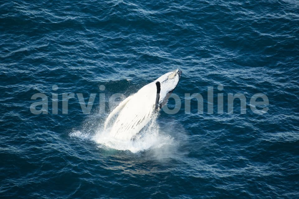 Aerial Image of Whale Series