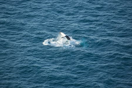 Aerial Image of WHALE SERIES