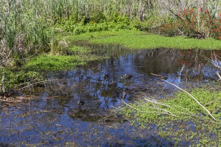 Aerial Image of NORTH NARRABEEN