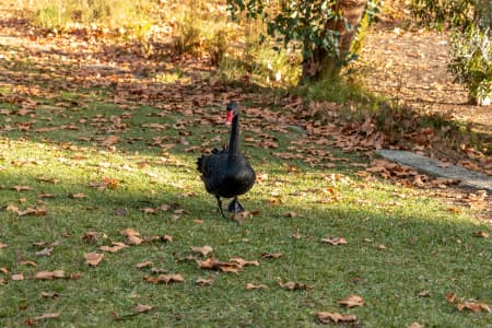 Aerial Image of PERTH
