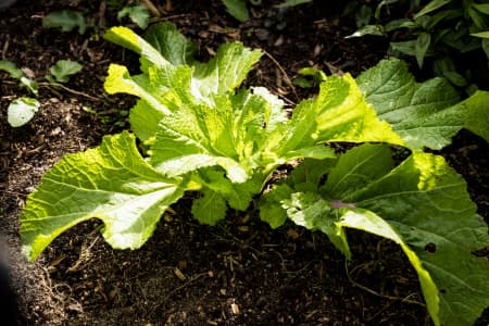 Aerial Image of FITZROY