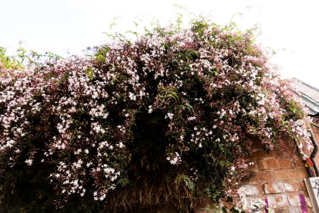 Aerial Image of FITZROY