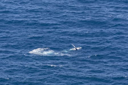 Aerial Image of DOVER HEIGHTS