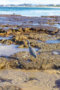Aerial Image of WOLLONGONG