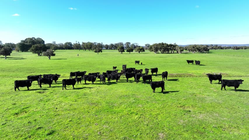 Aerial Image of NORTH DANDALUP COWS