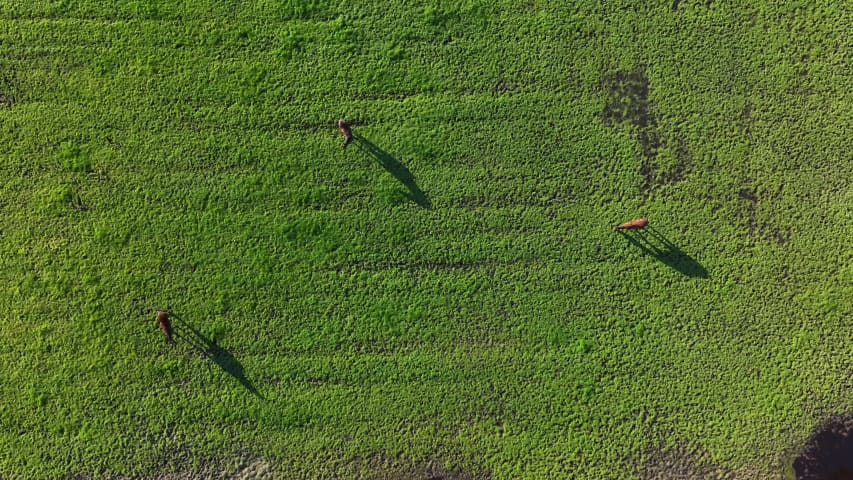 Aerial Image of NORTH DANDALUP HORSES