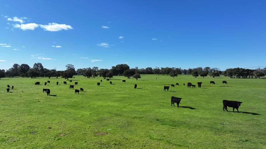 Aerial Image of NORTH DANDALUP COWS