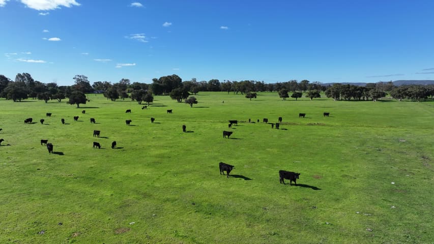 Aerial Image of NORTH DANDALUP COWS
