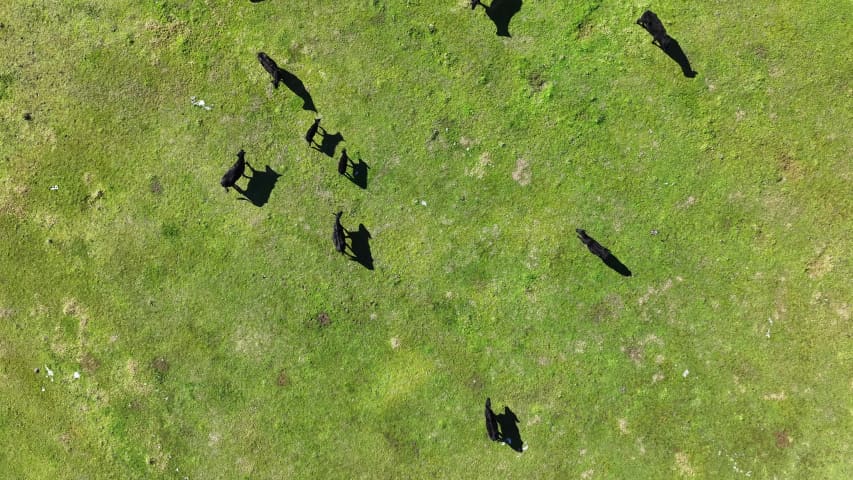 Aerial Image of NORTH DANDALUP COWS