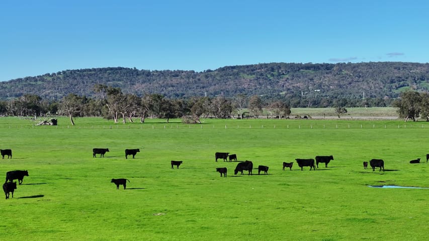 Aerial Image of NORTH DANDALUP COWS