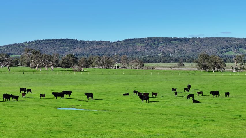 Aerial Image of NORTH DANDALUP COWS