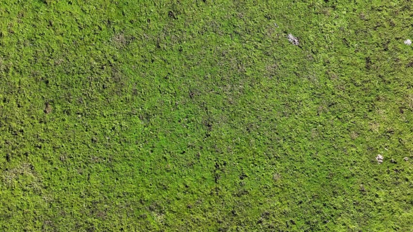 Aerial Image of NORTH DANDALUP COWS