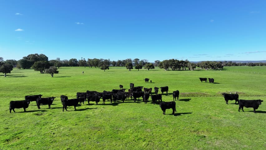 Aerial Image of NORTH DANDALUP COWS