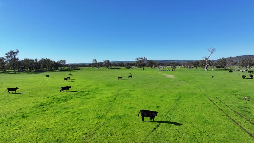 Aerial Image of NORTH DANDALUP COWS