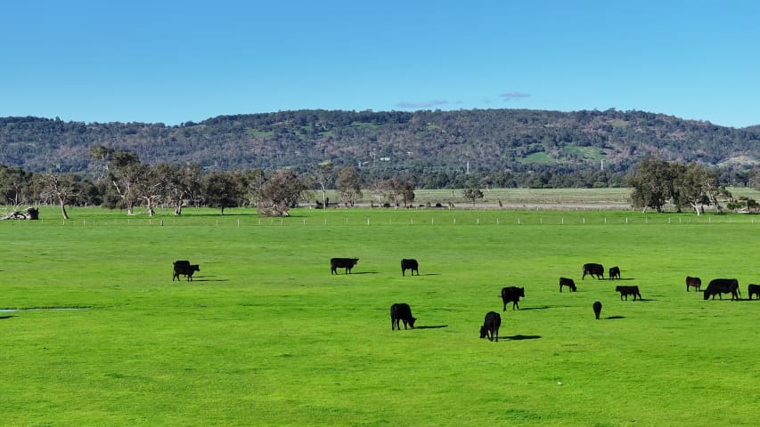 Aerial Image of NORTH DANDALUP COWS