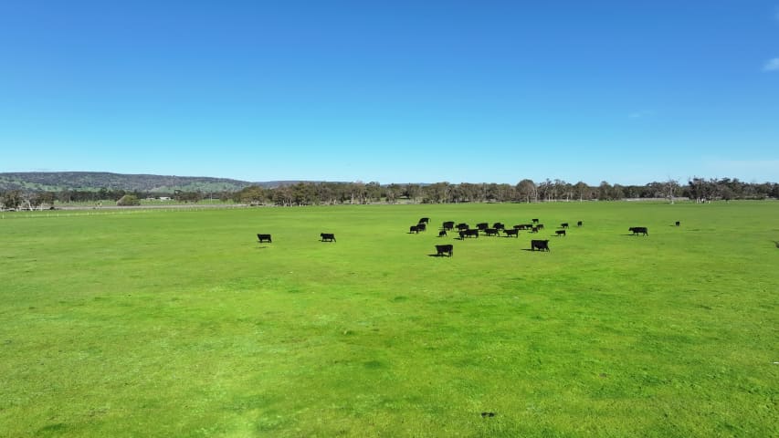 Aerial Image of NORTH DANDALUP COWS