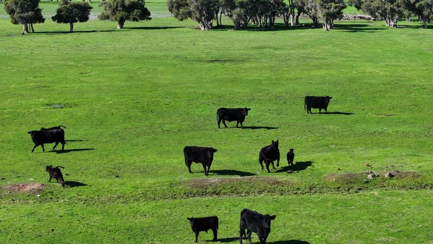 Aerial Image of NORTH DANDALUP