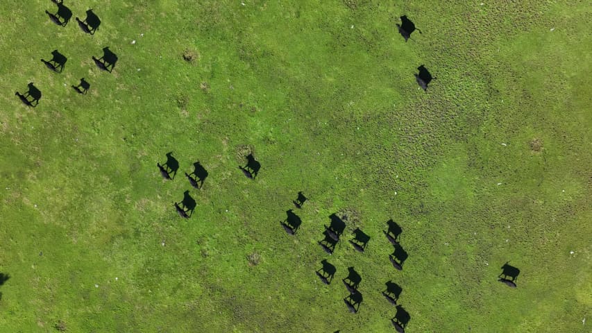 Aerial Image of NORTH DANDALUP