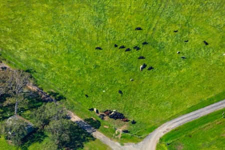 Aerial Image of COWS