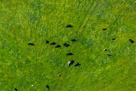 Aerial Image of COWS