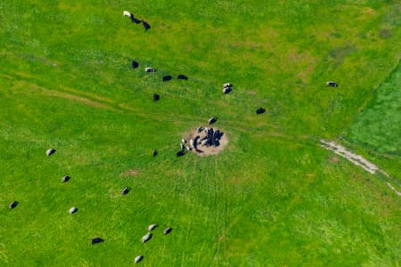 Aerial Image of COWS