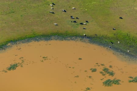 Aerial Image of COWS