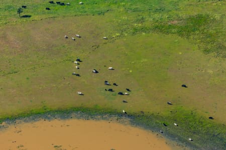 Aerial Image of COWS