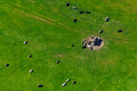 Aerial Image of COWS
