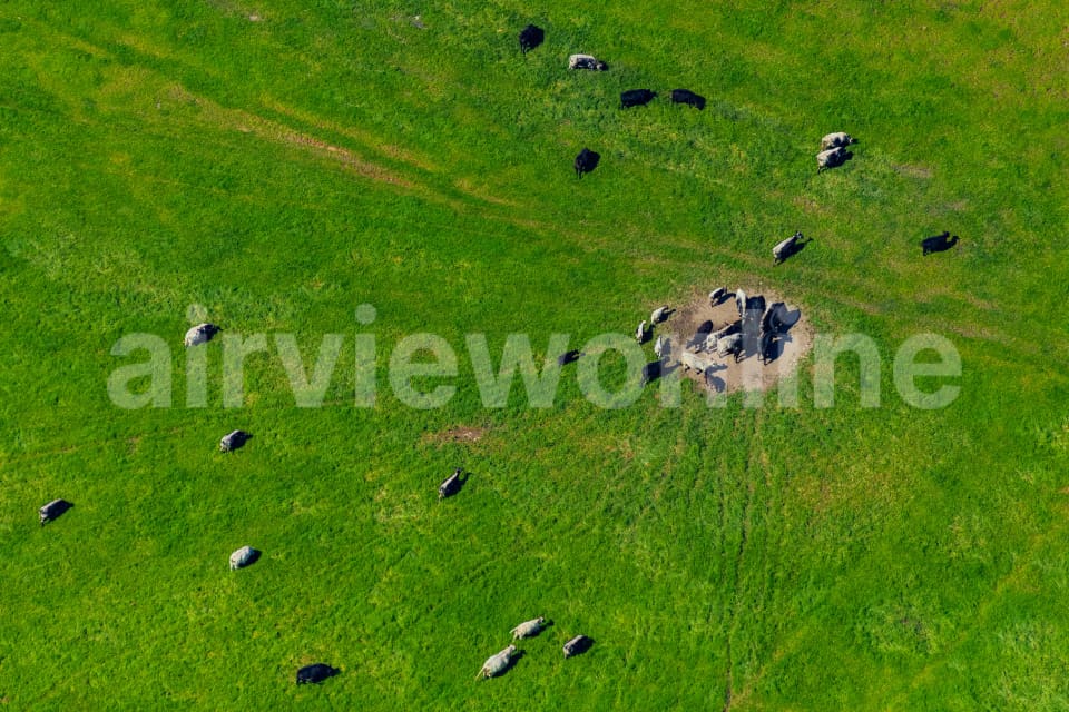 Aerial Image of Cows