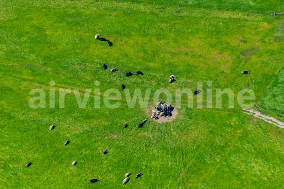 Aerial Image of Cows
