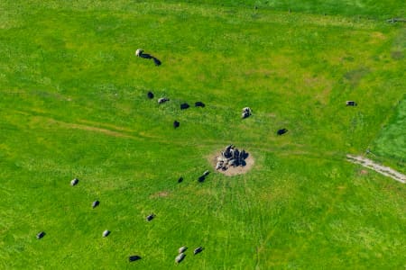 Aerial Image of COWS
