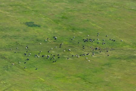 Aerial Image of COWS