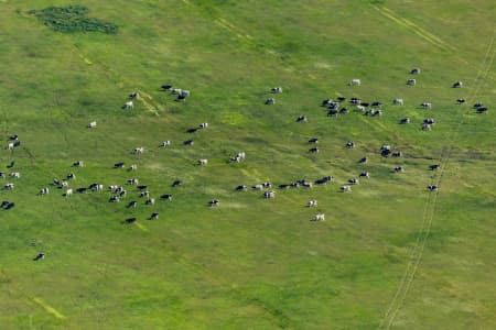 Aerial Image of COWS