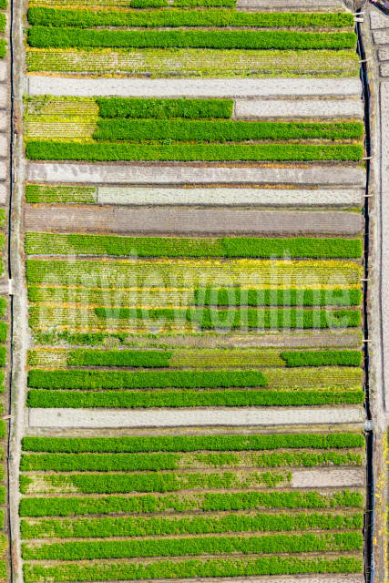 Aerial Image of Kyeemagh Market Gardens