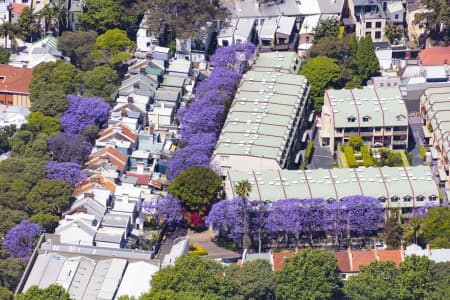 Aerial Image of SURRY HILLS JACARANDAS