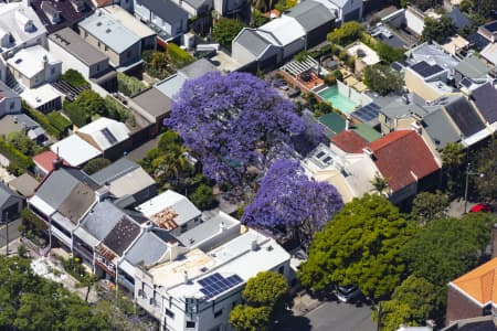 Aerial Image of PADDINGTON JACARANDAS