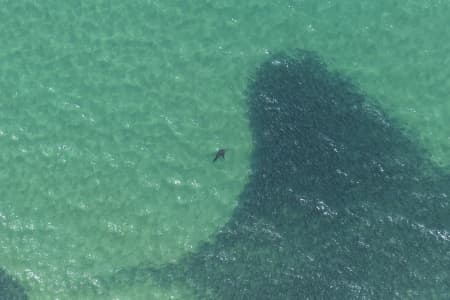 Aerial Image of SEAL SERIES BONDI