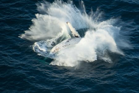 Aerial Image of WHALE SERIES