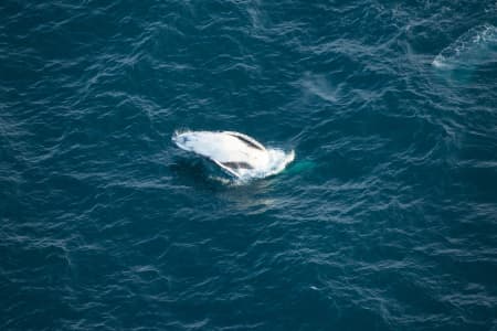 Aerial Image of WHALE SERIES