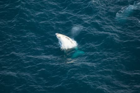 Aerial Image of WHALE SERIES