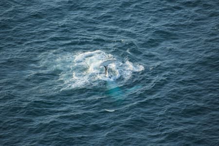 Aerial Image of WHALE SERIES