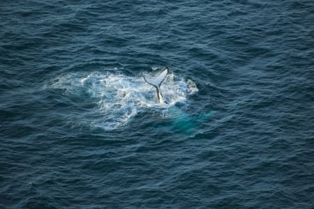 Aerial Image of WHALE SERIES