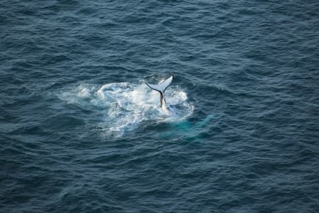 Aerial Image of WHALE SERIES