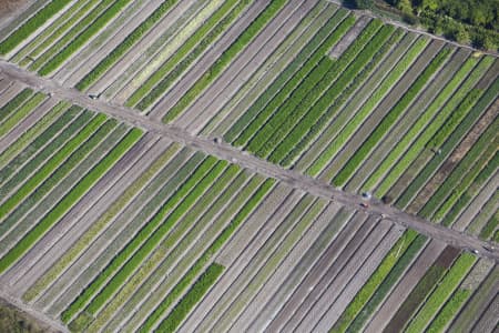 Aerial Image of CROPS