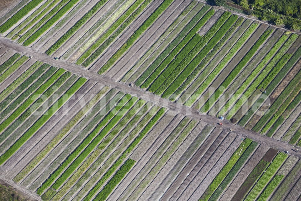 Aerial Image of Crops